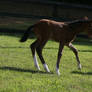 Bay Dutch Warmblood Filly - Orphan Foal