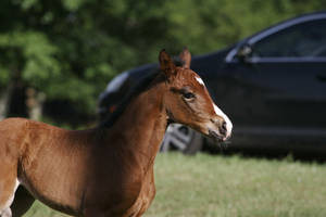 Bay Dutch Warmblood Filly - Orphan Foal