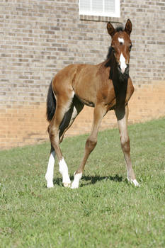 Bay Dutch Warmblood Filly - Orphan Foal