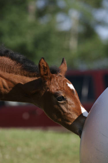 Bay Dutch Warmblood Filly - Orphan Foal