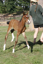 Bay Dutch Warmblood Filly - Orphan Foal