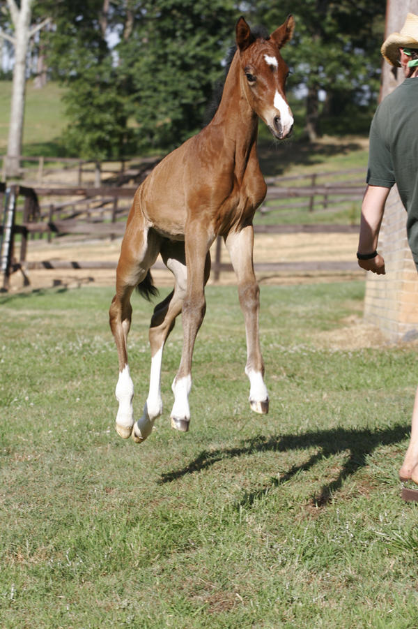 Bay Dutch Warmblood Filly - Orphan Foal