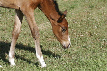 Bay Dutch Warmblood Filly - Orphan Foal