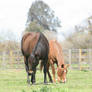 Horses grazing in pasture