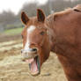 Red Roan Quarter Horse Gelding Yawning