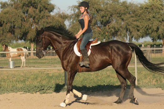 Black Thoroughbred Gelding English Riding