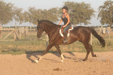 Black Thoroughbred Gelding English Riding