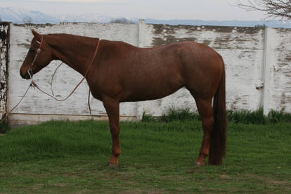 Red Roan Quarter Horse Mare Conformation