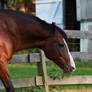 Bay Welsh / Thoroughbred Mare