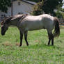 Aged Buckskin Quarter Horse Gelding