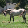 Aged Buckskin Quarter Horse Gelding