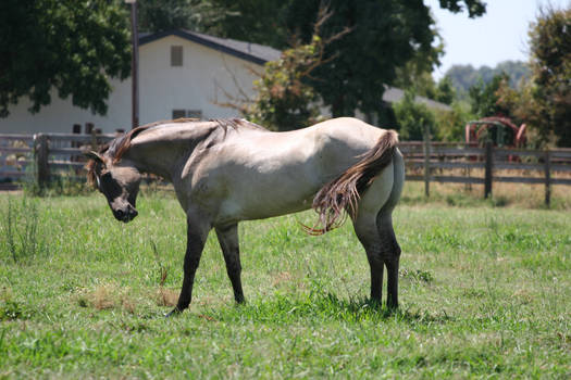 Aged Buckskin Quarter Horse Gelding