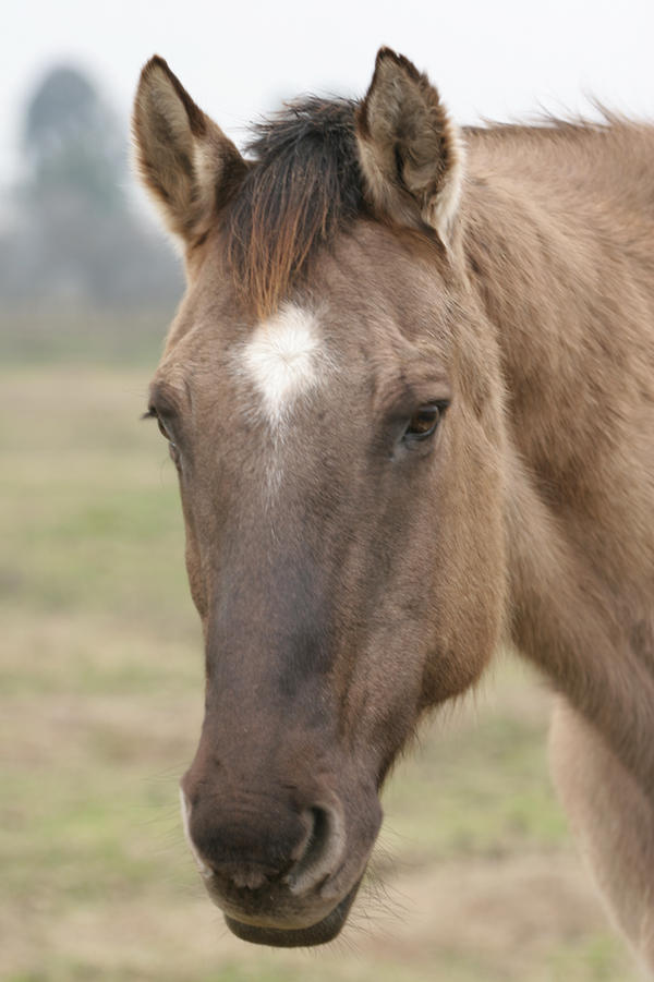 Aged Buckskin Champagne Gelding Headshot