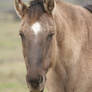 Aged Buckskin Gelding Headshot