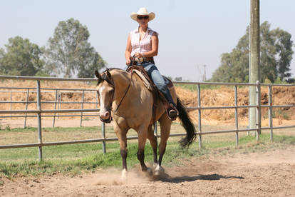 Buckskin Quarter Horse Western Riding