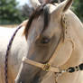 Buckskin Quarter Horse Headshot