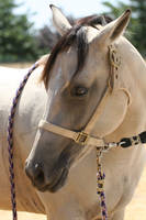 Buckskin Quarter Horse Headshot