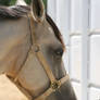 Buckskin Quarter Horse Headshot