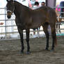 Seal Brown Quarter Horse at Halter