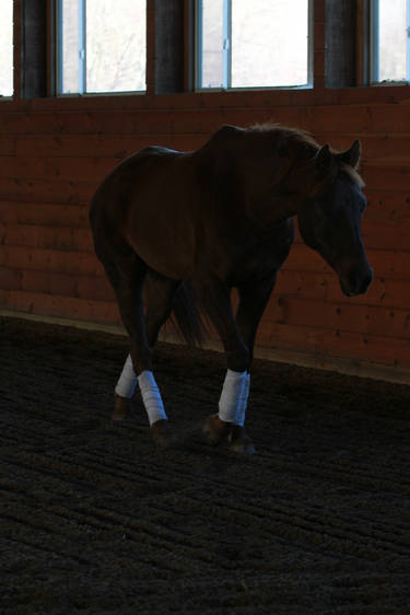 Liver Chestnut Warmblood Gelding