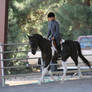 Pinto Show Horse