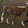 Welsh Cross Mare Chestnut Flaxen Halter