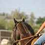 Black Thoroughbred Gelding English Riding