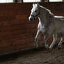 Gray Welsh Pony Gelding at Liberty