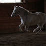 Gray Welsh Pony Gelding at Liberty