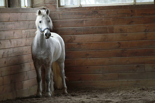 Gray Welsh Pony Gelding at Liberty