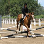 Chestut Quarter Horse Jumping Crosrail