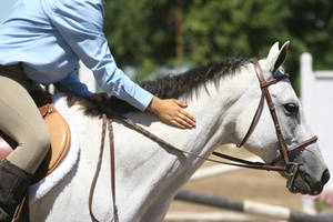 Gray Horse English Riding Headshot Bridle