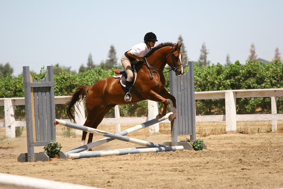 Cross Rails Jumping Patterns Chestnut Quarter Horse jumping crossrail by HorseStockPhotos on DeviantArt
