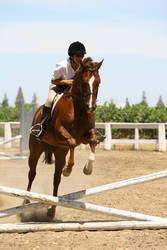 Chestnut Quarter Horse jumping crossrail