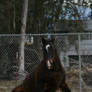 Bay Thoroughbred Gelding at Liberty