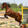 Bay Horse Jumping - Tack Removed