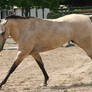 Buckskin Quarter Horse Gelding Tack Removed