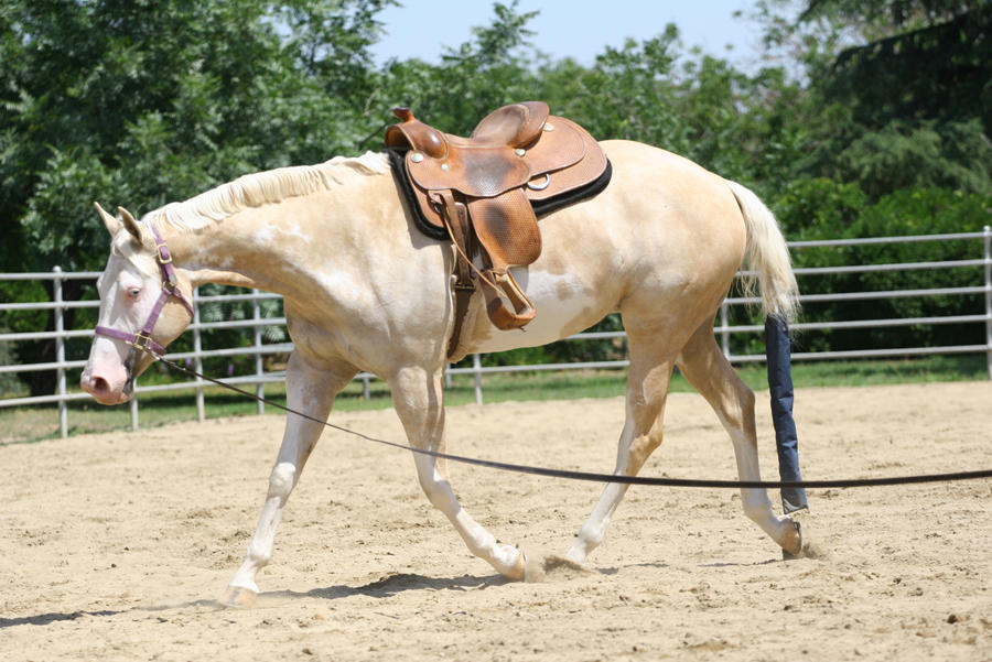 Palomino Paint Mare Western