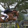 Liver Chestnut Warmblood Grand Prix Jumpers