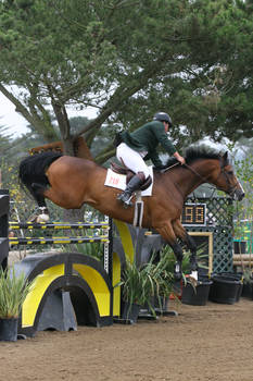 Bay Warmblood Grand Prix Jumpers