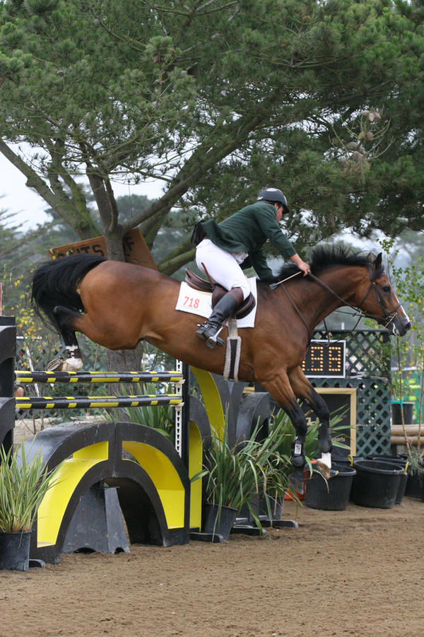 Bay Warmblood Grand Prix Jumpers