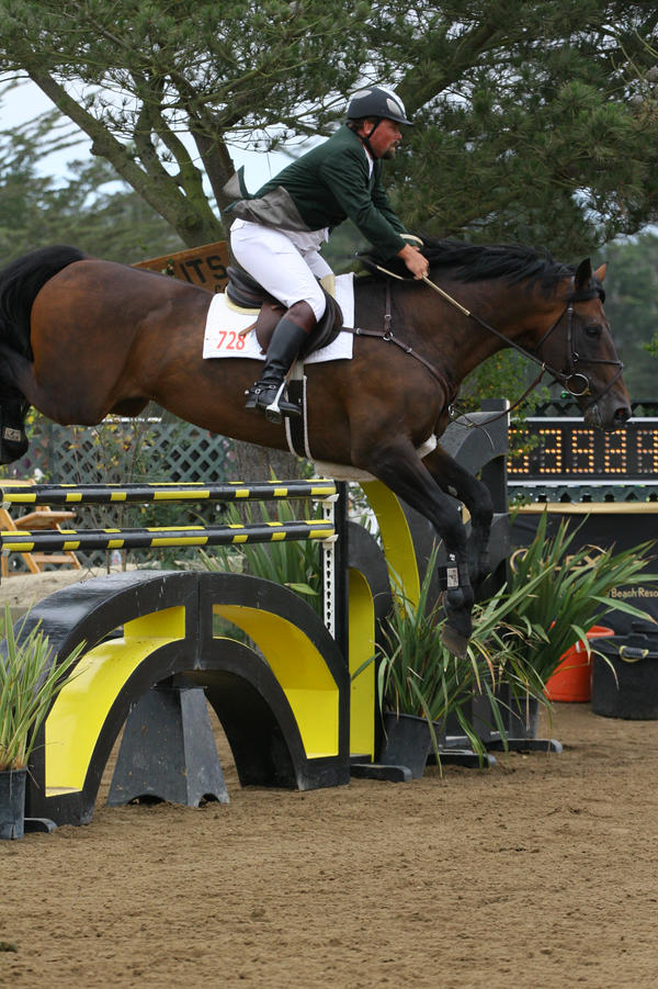 Bay Warmblood Grand Prix Jumpers