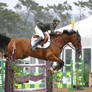 Bay Warmblood Grand Prix Jumpers