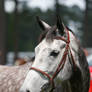 Dapple Gray Thoroughbred Mare Headshot