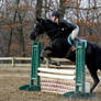 Black Horse Jumping at horse show