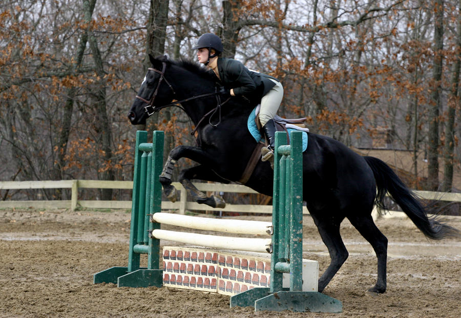 Black Show Jumping Horses black-show-jumping-horses