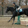 Black Horse Jumping at horse show