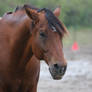 Bay Quarter Horse Gelding Headshot