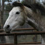 Dapple Gray Thoroughbred Mare Headshot