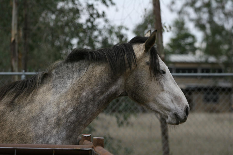 Dapple Gray Thoroughbred Mare Headshot